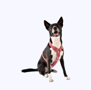 arnes perro_gato (7)