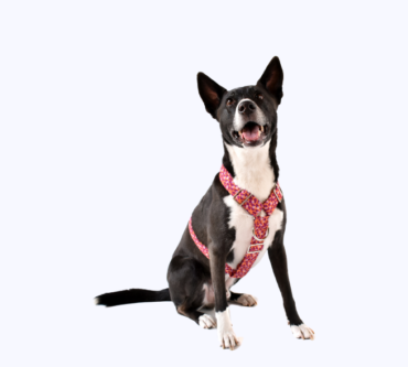 arnes perro_gato (7)